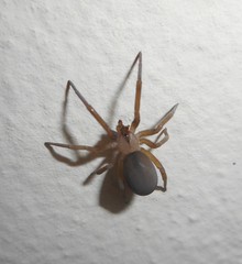 Filistata insidiatrix