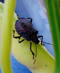 Halyomorpha halys