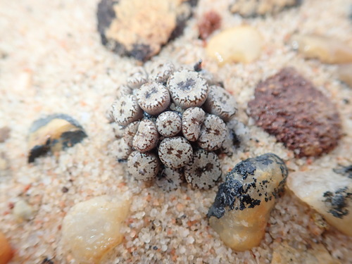Conophytum comptonii