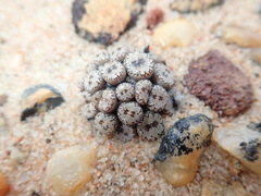 Conophytum comptonii