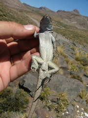 Liolaemus austromendocinus