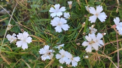 Heliosperma alpestre