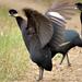 Southern Crested Guineafowl - Photo (c) Kate Braun, some rights reserved (CC BY-NC), uploaded by Kate Braun