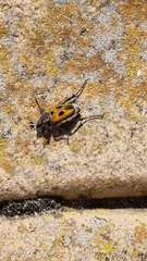 Campulipus limbatus