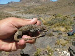 Liolaemus austromendocinus