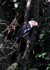Prionops plumatus poliocephalus