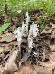 Monotropa uniflora