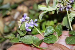 Dolichos decumbens