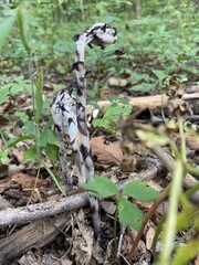 Monotropa uniflora