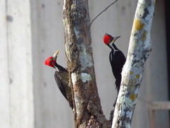 Crimson-Crested Woodpecker photo 4
