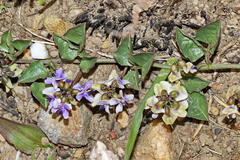 Dolichos decumbens