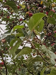 Magnoliopsida