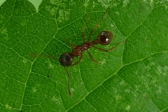 Myrmica