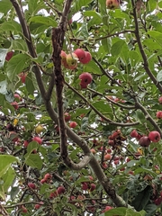 Magnoliopsida