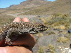 Liolaemus austromendocinus