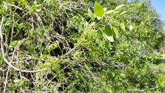 Fraxinus dipetala