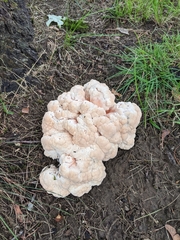 Fungi