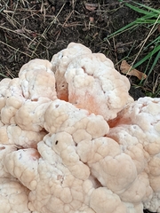 Fungi