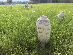 Coprinus comatus