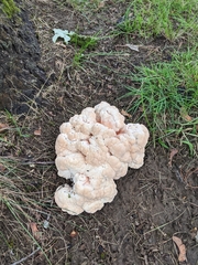 Fungi
