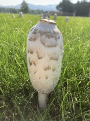 Coprinus comatus