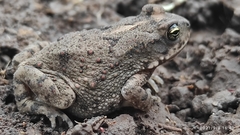 Duttaphrynus stomaticus