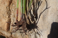 Elegia thyrsoidea