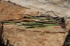 Elegia thyrsoidea