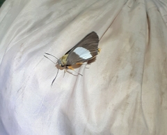 Coeliades forestan forestan