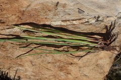 Elegia thyrsoidea