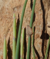 Elegia thyrsoidea