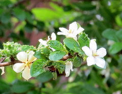 Catunaregam taylorii