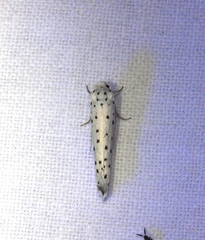 Yponomeuta malinellus