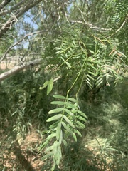 Prosopis glandulosa