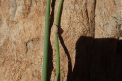 Elegia thyrsoidea