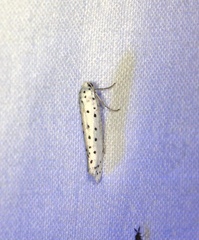 Yponomeuta malinellus