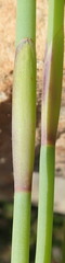 Elegia thyrsoidea