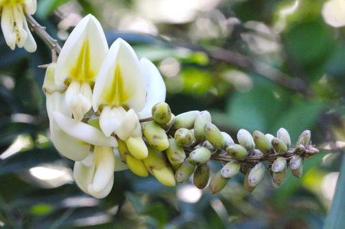 Image of Nanhaia speciosa by no rights reserved