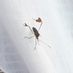 Anisoscelis marginellus