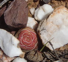 Crassula hemisphaerica