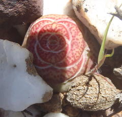 Crassula hemisphaerica