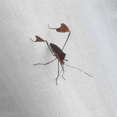 Anisoscelis marginellus