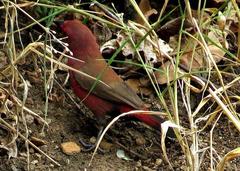 Lagonosticta rhodopareia
