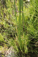 Elegia thyrsoidea
