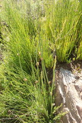 Elegia thyrsoidea