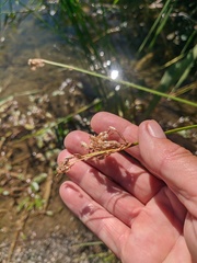 Schoenoplectus litoralis