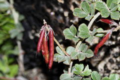 Indigofera mauritanica