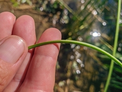 Schoenoplectus litoralis