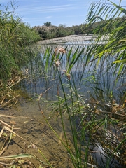 Schoenoplectus litoralis