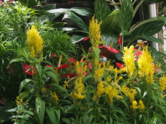 Celosia argentea plumosa